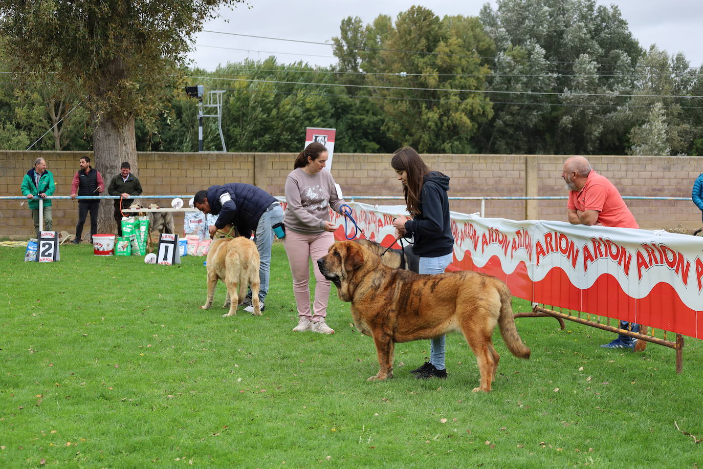 Concurso de mastines y perros de agua en Monzón