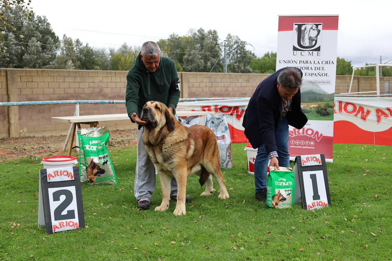 Concurso de mastines y perros de agua en Monzón