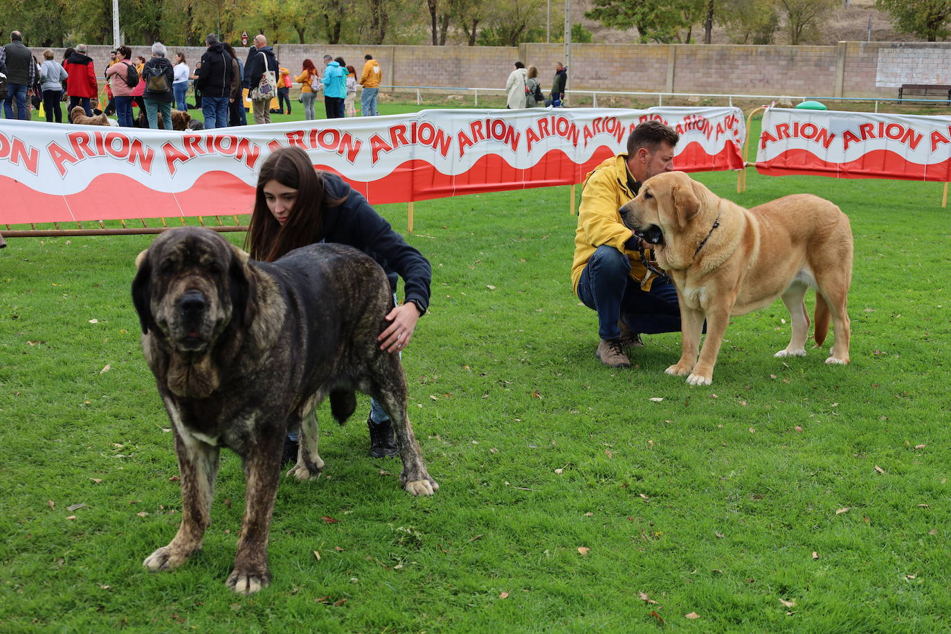 Concurso de mastines y perros de agua en Monzón