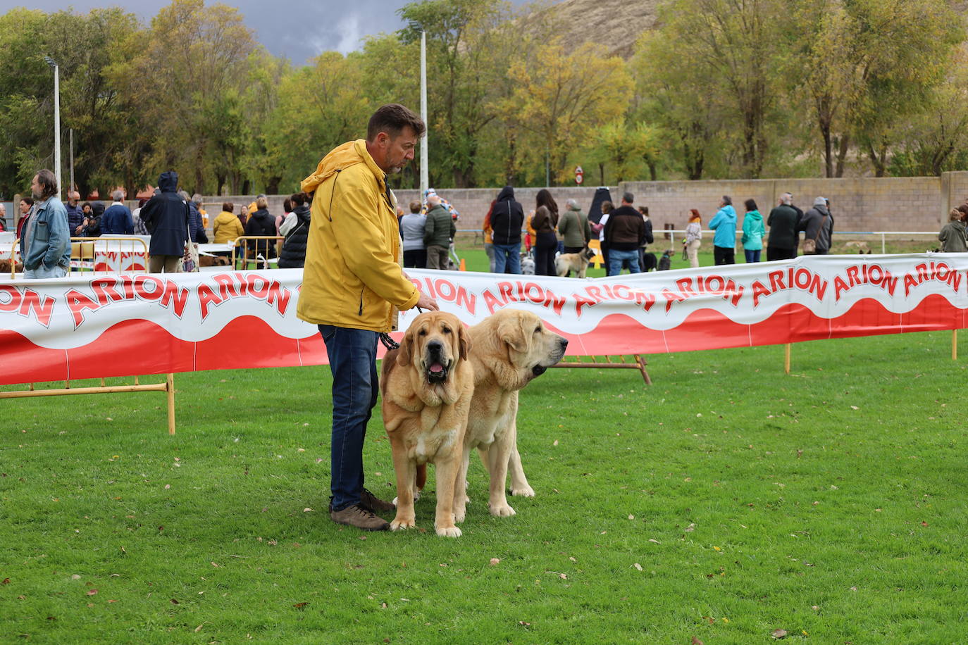 Concurso de mastines y perros de agua en Monzón