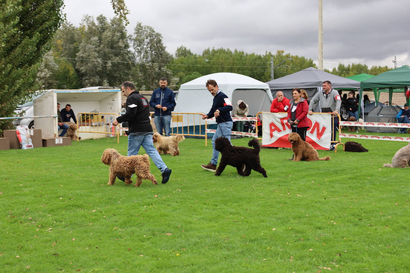 Concurso de mastines y perros de agua en Monzón