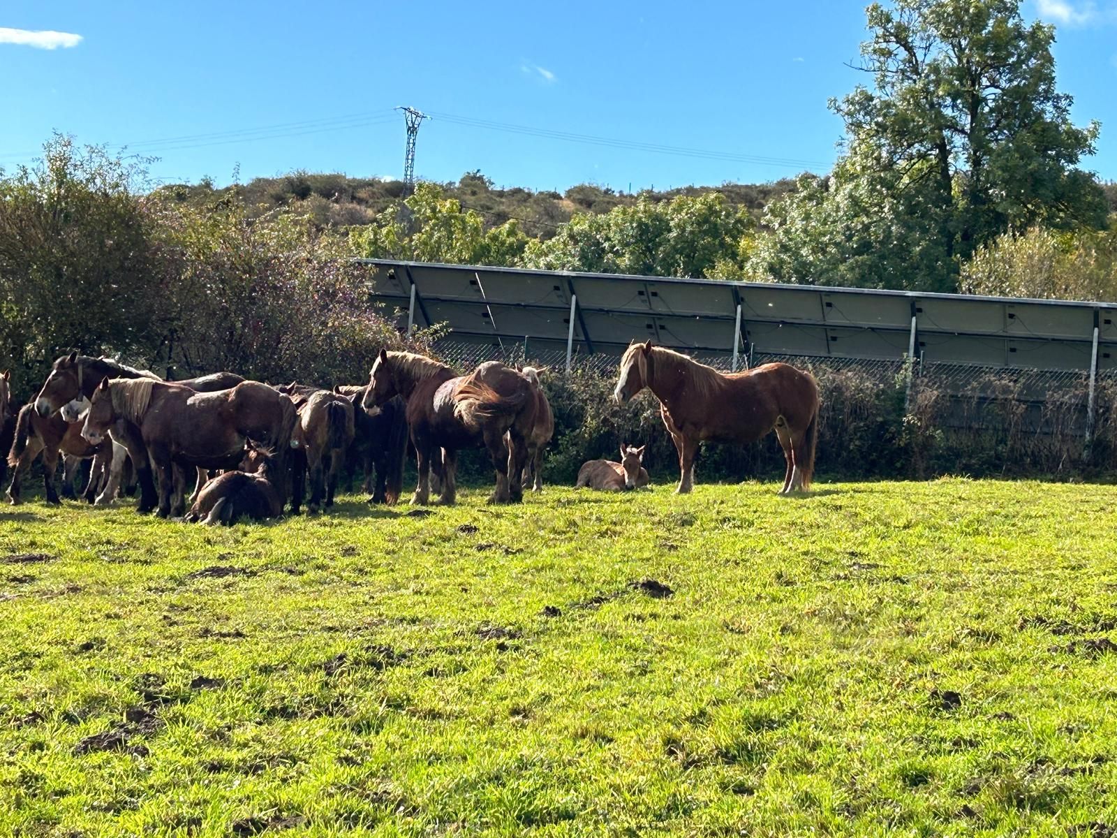 San Salvador de Cantamuda celebra la Feria del Caballo