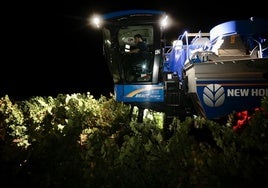 Vendimia nocturna en Rueda a finales del pasado mes de agosto.