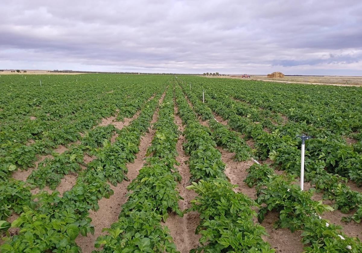 Superficie de patatas en la provincia de Ávila.