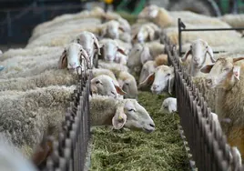 Explotación de ovino de leche en la provincia de Valladolid.