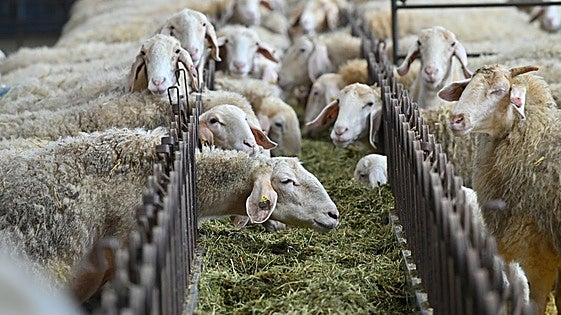 El precio de la leche de oveja cerrará el año a la baja, con una caída del 2% respecto a 2023