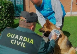 Un agente controla el microchip de un perro.