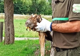 Ejemplar de milano real rescatado en Segovia