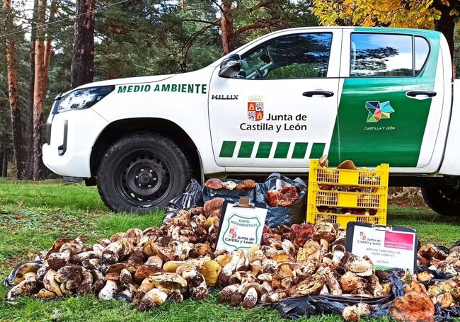 Decomiso de setas por los agentes medioambientales.