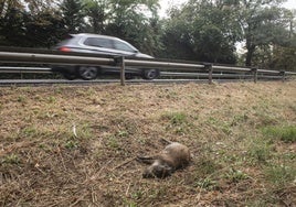 Una cría de jabalí muerta por atropello en las proximidades del Real Sitio de San Ildefonso.