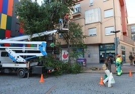 Uno de los árboles talados en la Plaza del Oeste de Salamanca.