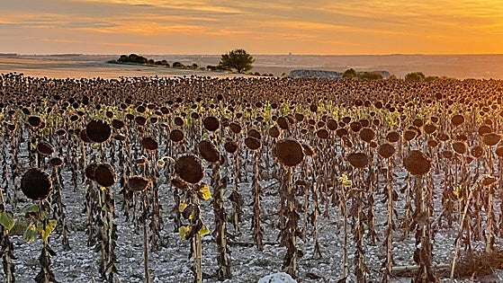 El girasol cotiza al alza pero lejos de los mercados internacionales