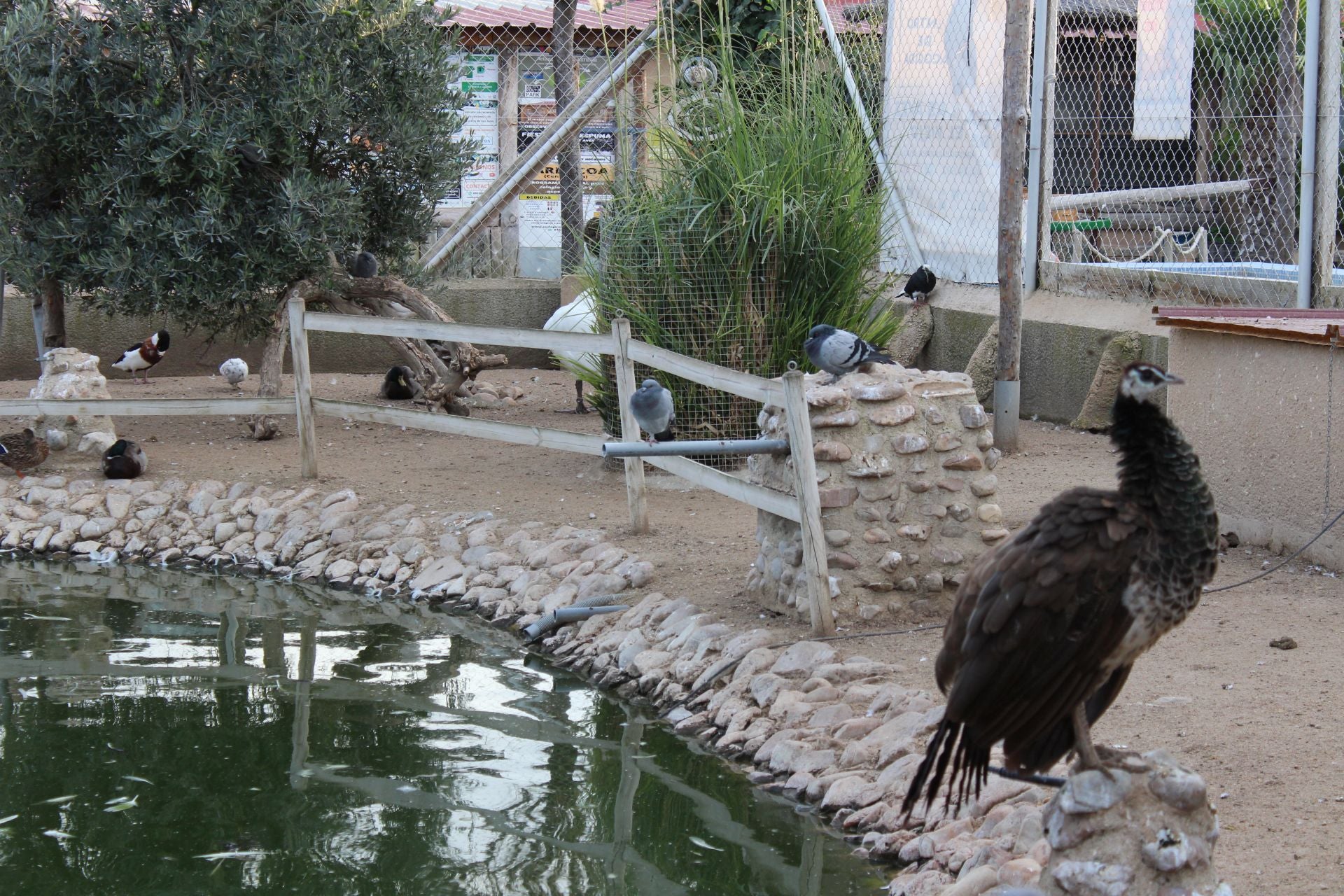 El Zoológico de Fresno el Viejo, en imágenes