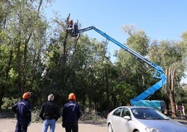 Trabajos de saneamiento en los árboles del Pabellón.