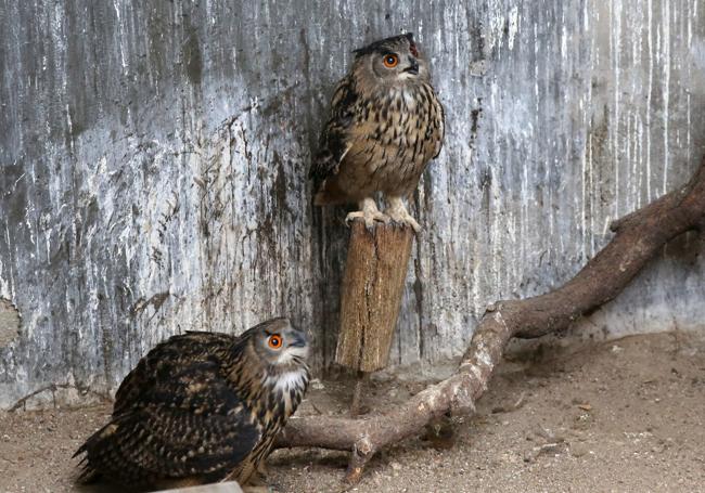 Dos búhos en una de la estancias del Centro de Recuperación de Animales Silvestres de Segovia.