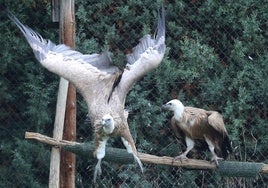 Crías de buitre leonado en los voladores del Centro de Recuperación de Animales Silvestres de Segovia.