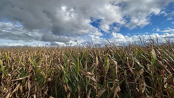 El cereal vuelve a cotizar a la baja en Salamanca