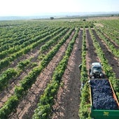 Productores y cooperativas de Ribera piden a la Junta que restrinja las replantaciones de viñedo