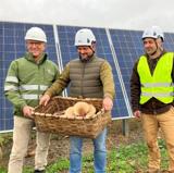 Setas cultivadas a la sombra de paneles solares