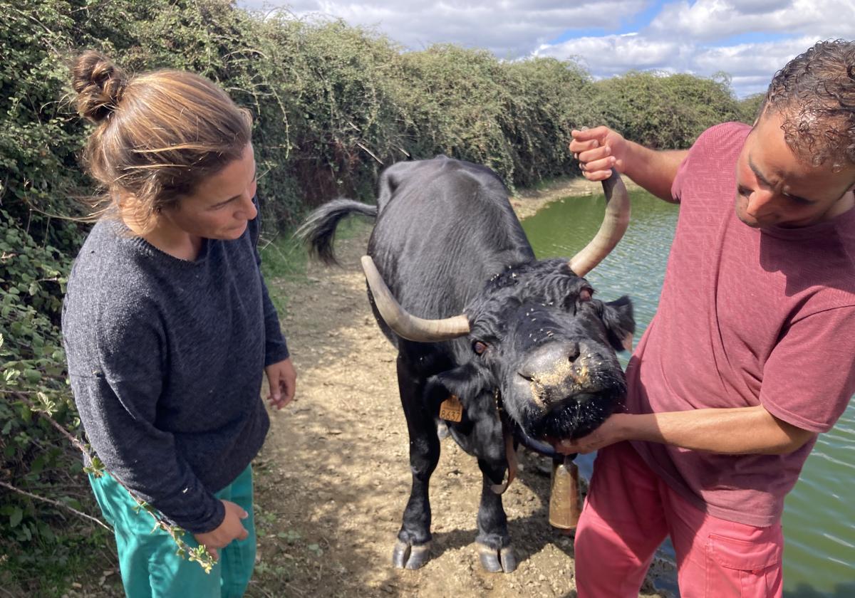 Una veterinaria y un ganadero observan una vaca afectada por la EHE.