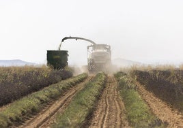 Trabajos agrícolas en Valladolid durante el pasado verano.