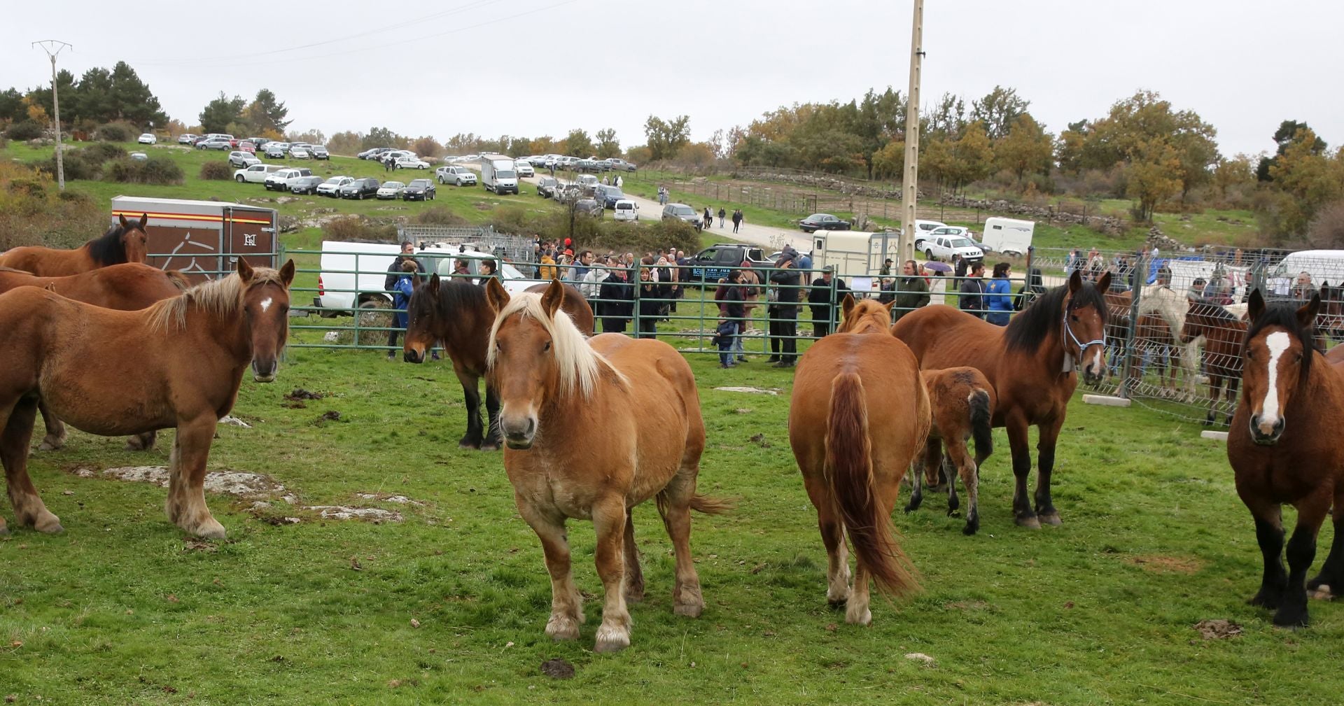 Feria de ganado en Navafría