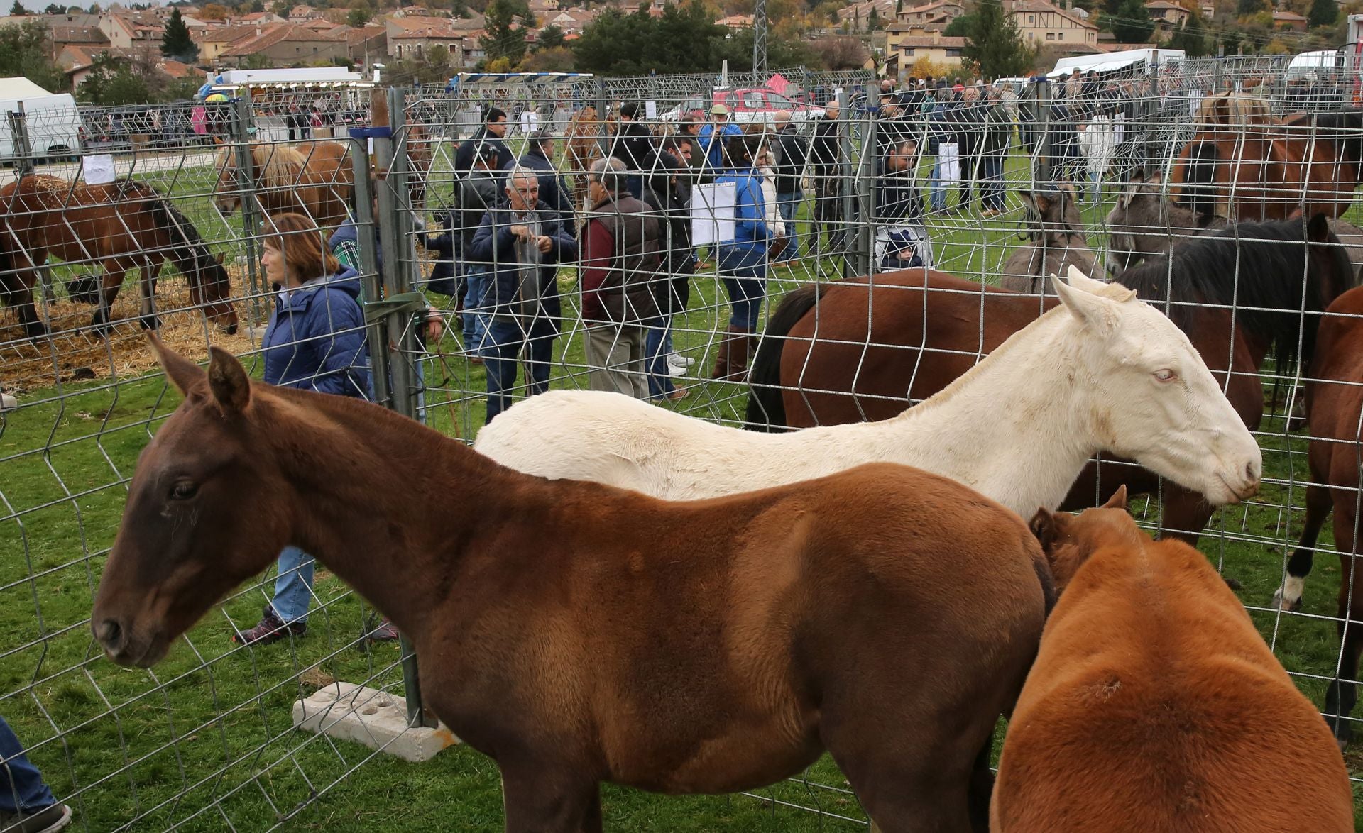 Feria de ganado en Navafría