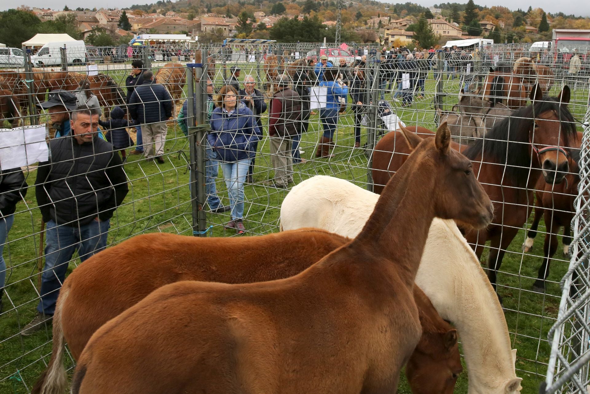 Feria de ganado en Navafría