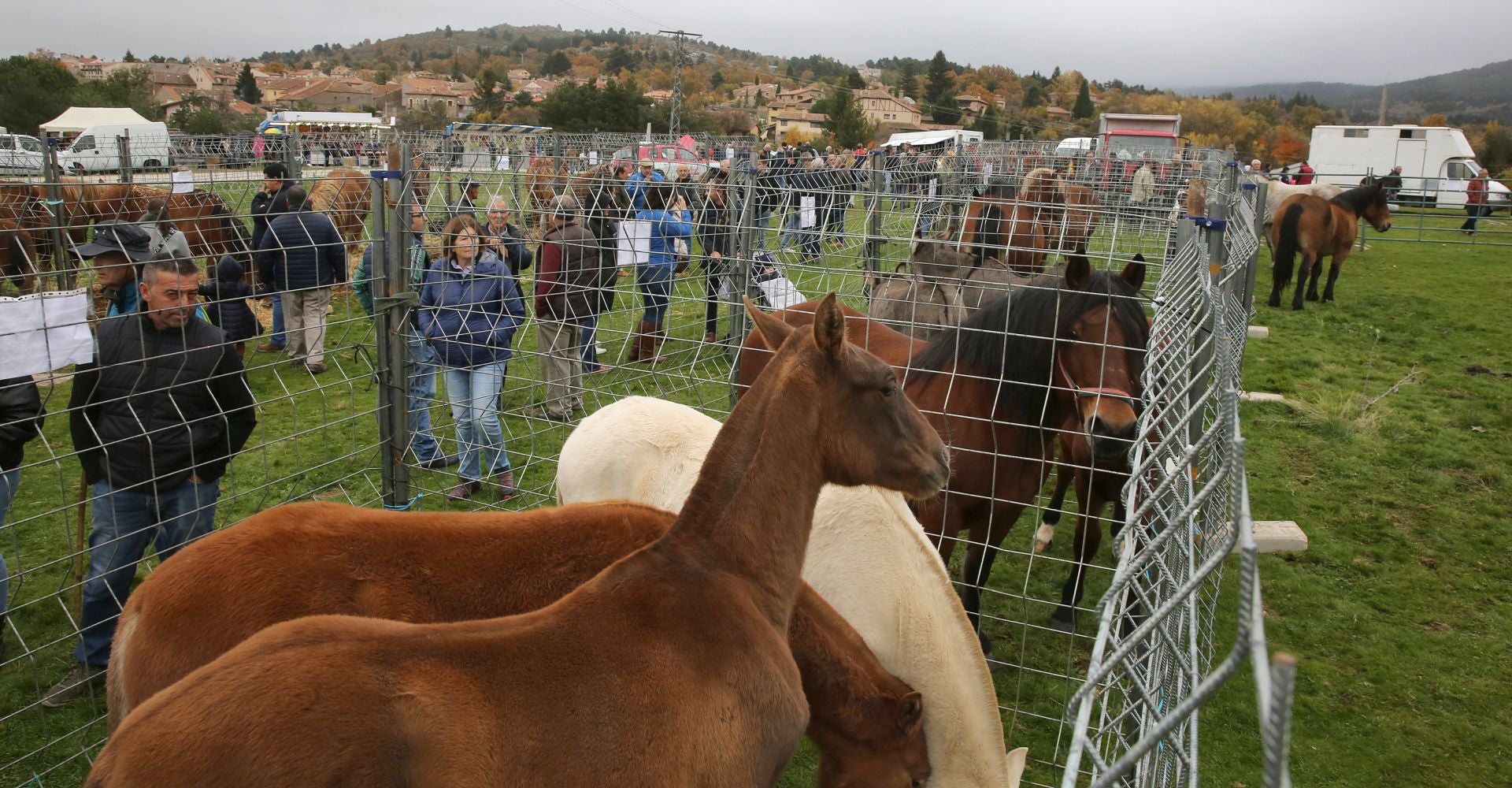 Feria de ganado en Navafría