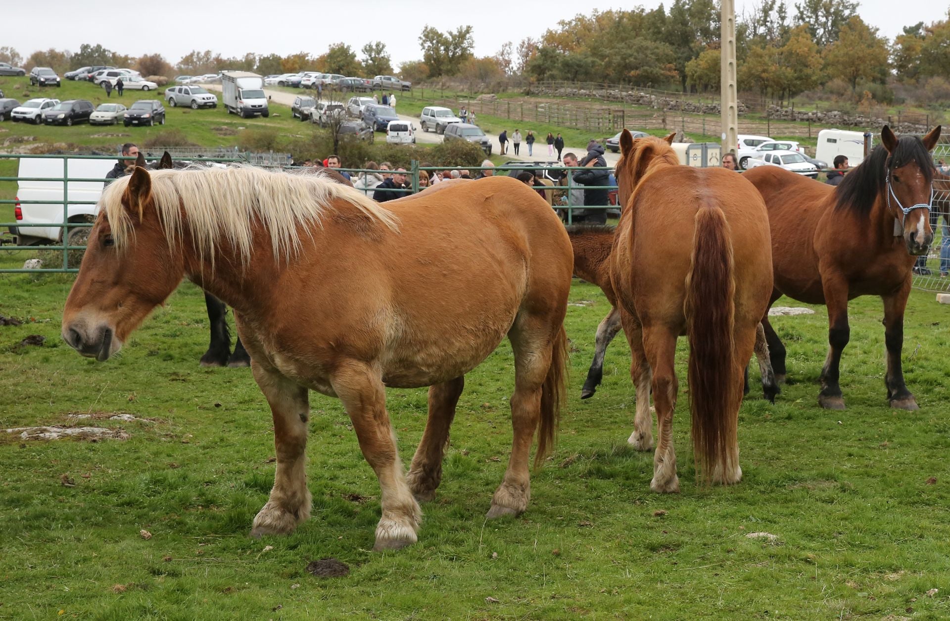 Feria de ganado en Navafría