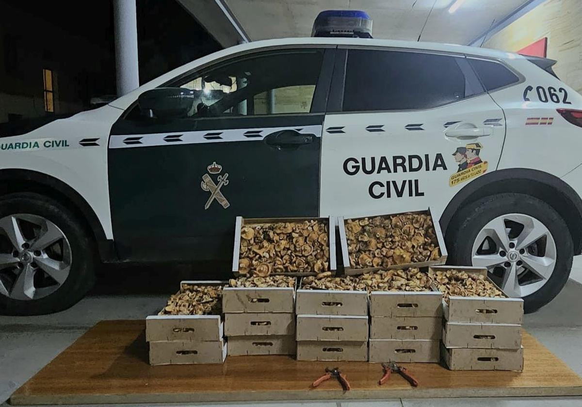 Un vehículo de la Guardia Civil junto a los níscalos confiscados.