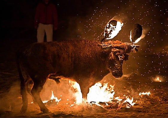 Toro Jubilo de Medinaceli