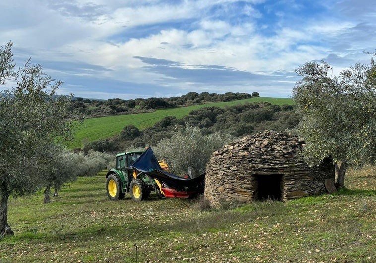 Recogida de aceituna, ayer en San Felices de los Gallegos, Salamanca.