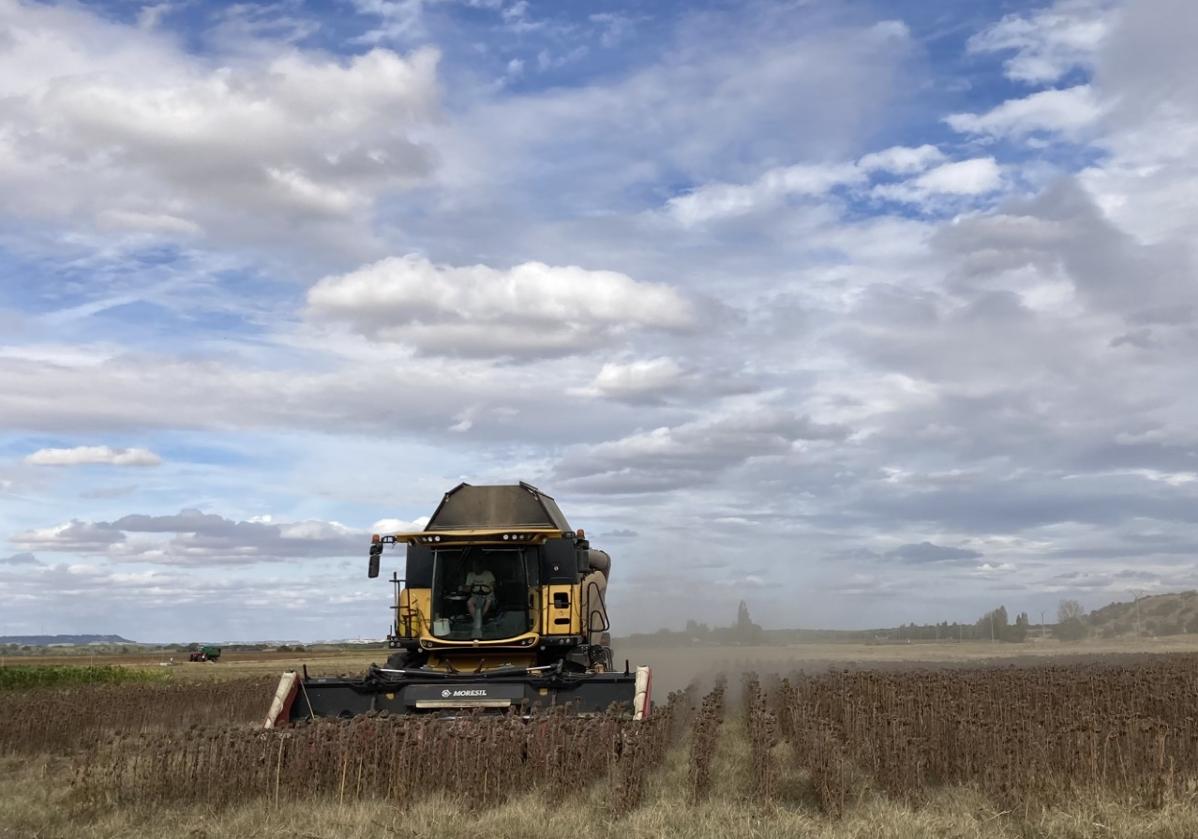 Subida de 25 euros del girasol alto oleico en Salmanca