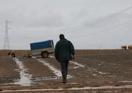 El pastor acusado, en su finca, días después del ataque mortal de sus perros a la joven de Roales del Pan.