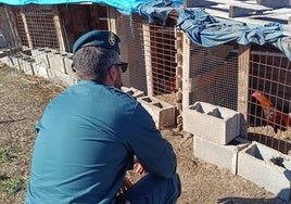 Un agente de la Guardia Civil revisa el estado de un gallo en una jaula.