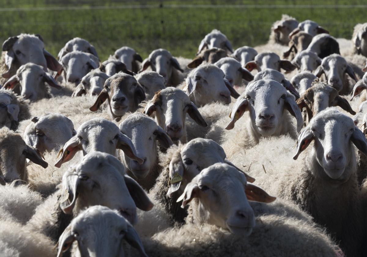 Explotación ovina de Las Cortas de Blas, donde su ubica una de las queserías con uno de los mejores quesos del mundo