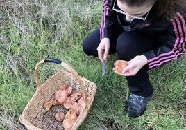 Recogida de níscalos en la provincia de Segovia.