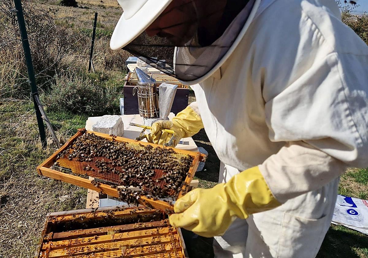 Un apicultor observa sus panales.