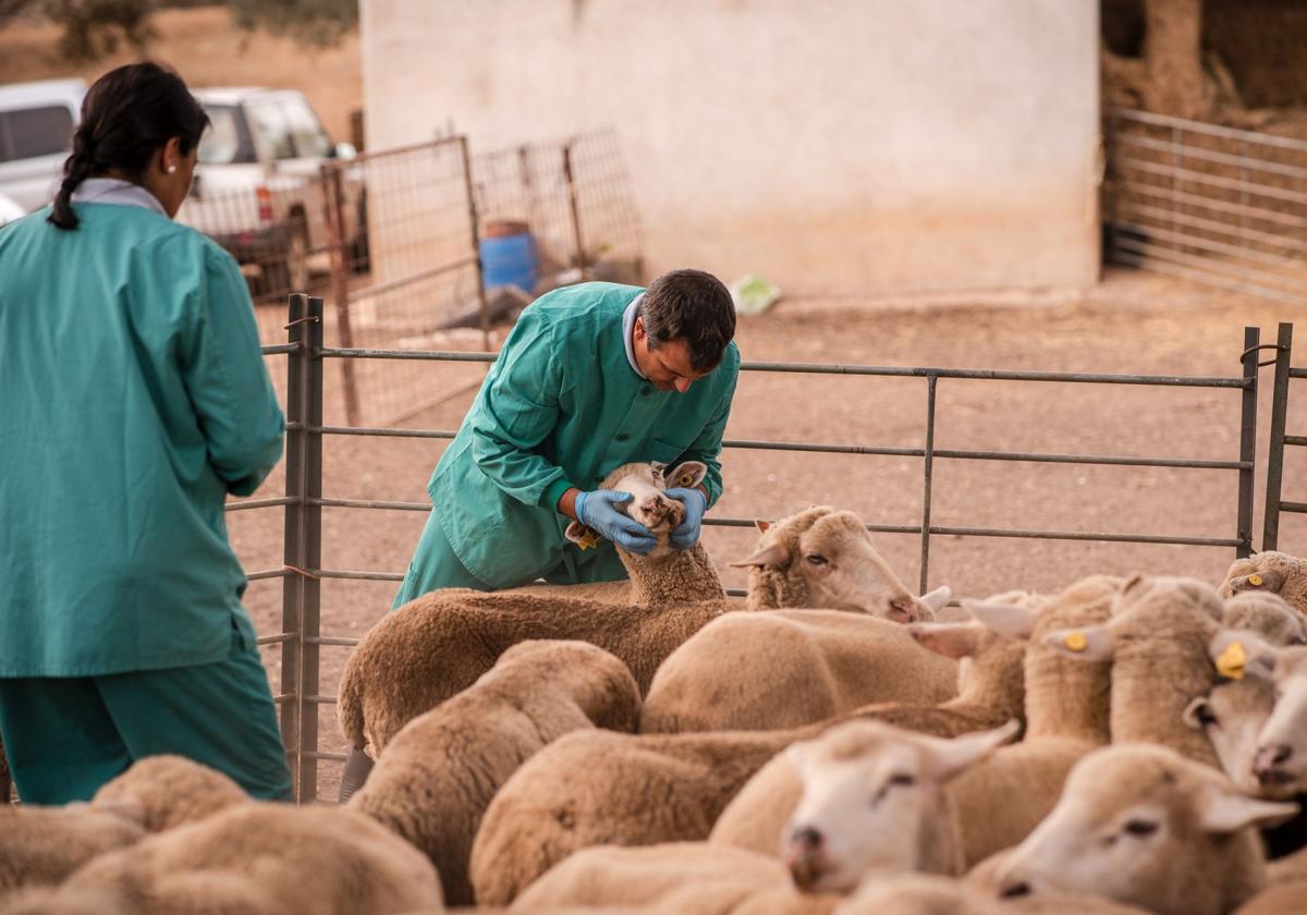 Un veterinario comprueba si una oveja tiene síntomas de lengua azul para vacunarla.