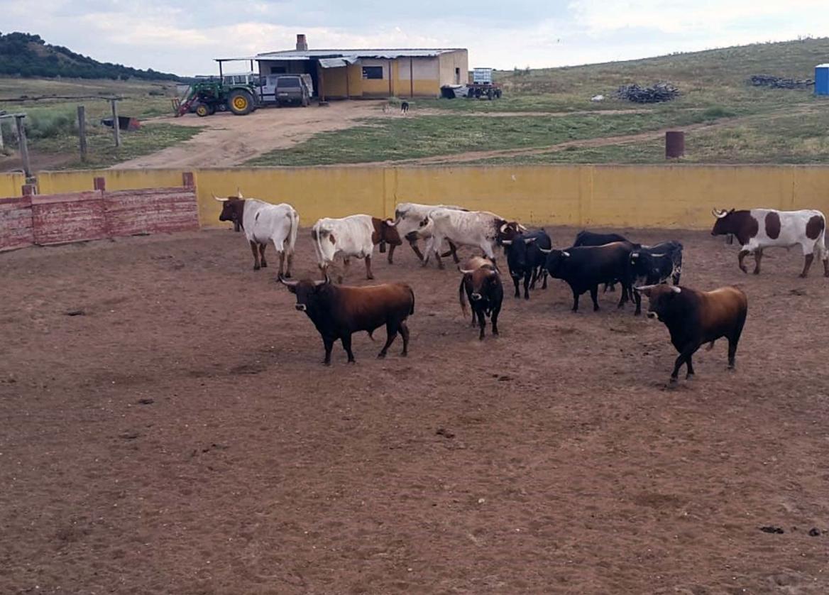 Ganadería de lidia.