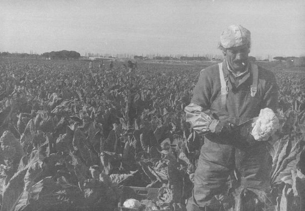 Recolección de coliflor en un campo de Laguna. 15 de noviembre de 1992.