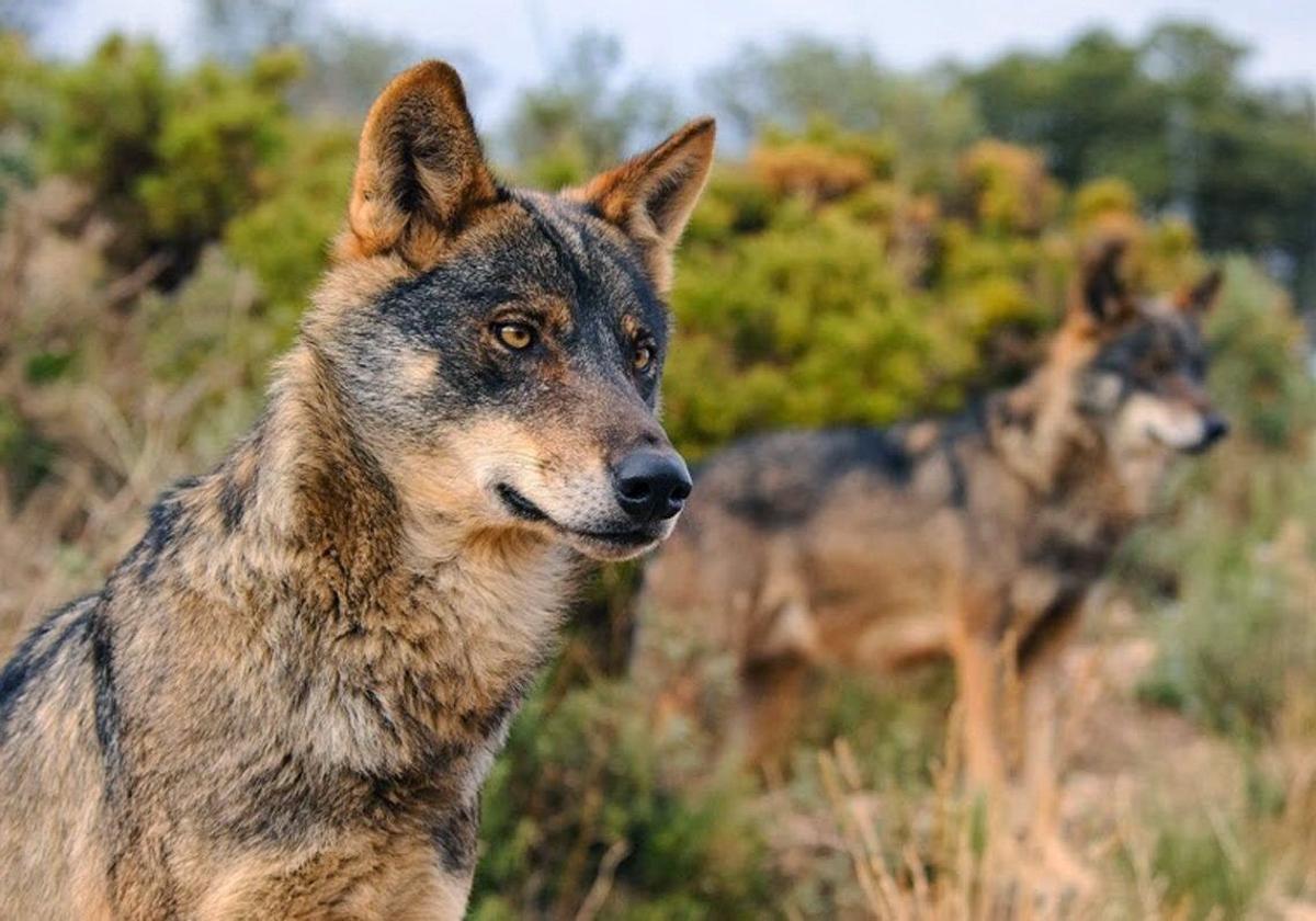 Foto de archivo de un lobo.