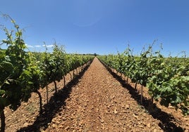 Viñedos de Ribera del Duero