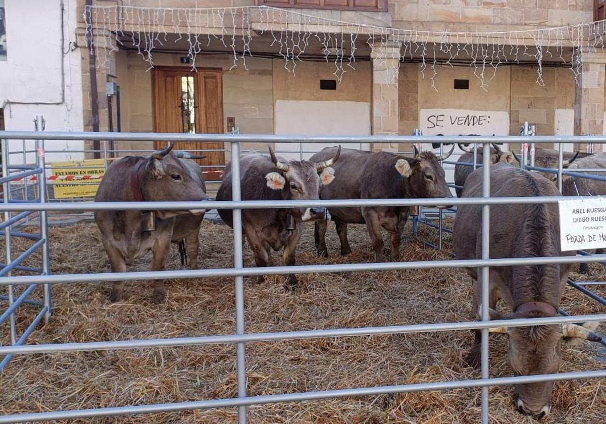 V Feria de Ganado en Extensivo de Cervera de Pisuerga