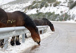 La sal arrojada en la carretera atrae a los caballos en la comarca leonesa de los Argüellos.