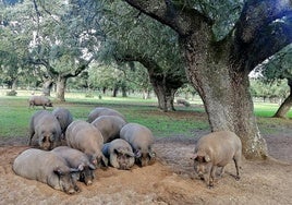 Piara de cerdos en una de las montaneras de Felipe Hernández en la comarca de Ciudad Rodrigo.