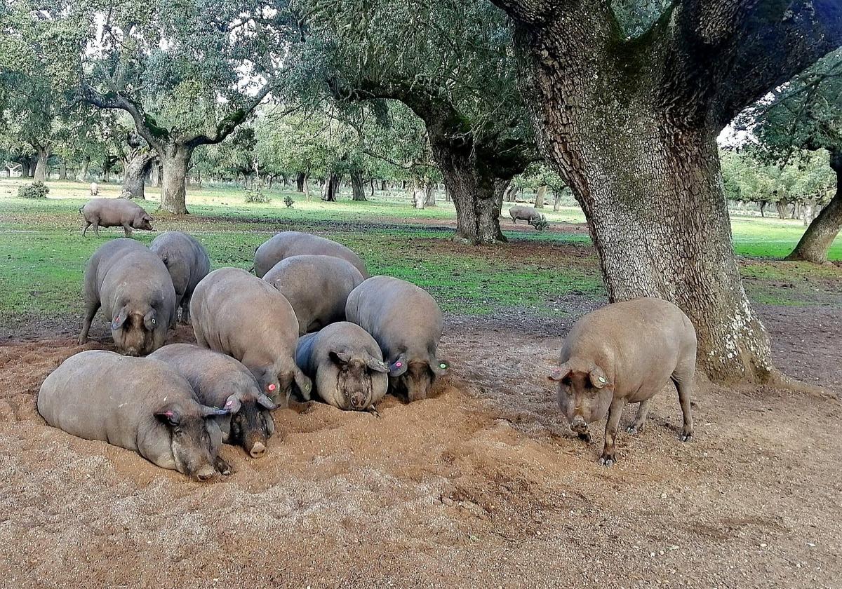 Piara de cerdos en una de las montaneras de Felipe Hernández en la comarca de Ciudad Rodrigo.