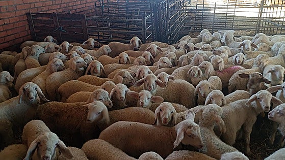 El lechazo se sitúa en precios superiores a los de la pasada campaña navideña