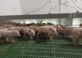 Granja de porcino en la región.